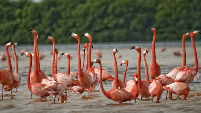 flamingos tall bird with beautiful colorful birds around iran